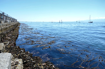 Fototapeta premium yachts and catamarans in sailing races in sunny summer day. regatta is starting: sailboats go away to the Pacific ocean. Victoria, British Columbia. Canada