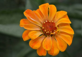 Beautiful Zinnia flowers background,nature background with bokeh.