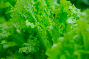 lettuce close up