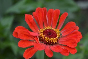 Beautiful Zinnia flowers background,nature background with bokeh.
