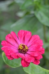 Obraz premium Beautiful Zinnia flowers background,nature background with bokeh.