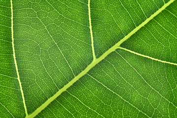 green leaf with anatomy and structure, macro view anatomy and texture green leaf.