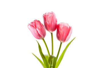 Three beautiful pink tulips isolated on white background, floral wallpaper