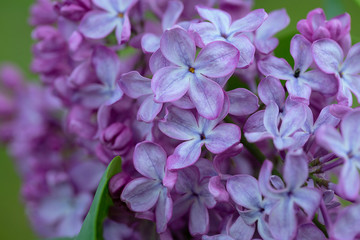 Fototapeta na wymiar growing lilac