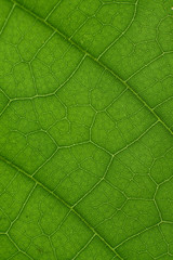 green leaf with anatomy and structure, macro view anatomy and texture green leaf.