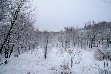 Winter landscape. Snow covered all the trees. Snow lies on the branches.