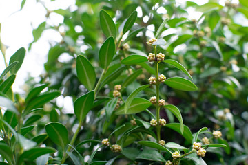 Fototapeta premium Branches and green leaves of boxwood. Boxwood is blooming.