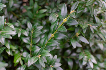  Branches and green leaves of boxwood. Boxwood is blooming.