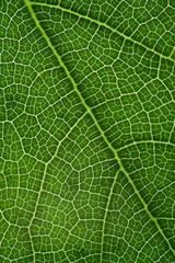 green leaf with anatomy and structure, macro view anatomy and texture green leaf.