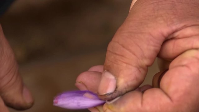 The saffron harvest in Morocco