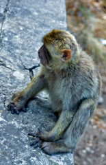 Little monkey sits on a stone parapet