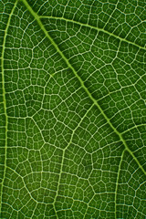 green leaf with anatomy and structure, macro view anatomy and texture green leaf.