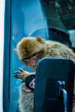 The Monkey Looks In The Mirror, And The Cub Looks At The Photographer