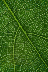 green leaf with anatomy and structure, macro view anatomy and texture green leaf.