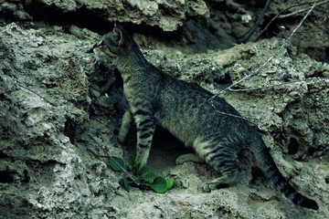 Cat disguises itself under a rock while hunting.  