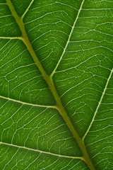 Obraz premium green leaf with anatomy and structure, macro view anatomy and texture green leaf.