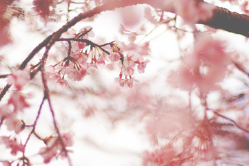 桜　フィルム風