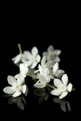 Beautiful Rombusa flowers isolated on black background