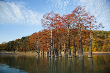 Grove Cypress Trees in Sukko Fall