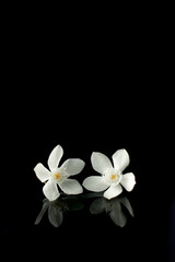 Fototapeta na wymiar Beautiful Rombusa flowers isolated on black background