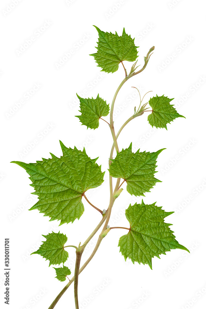 Poster grape leaves