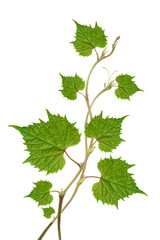 grape leaves