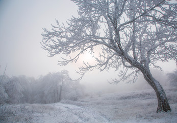 Tree in hoarfrost in winter in the fog