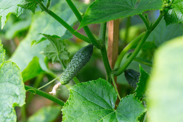 cucumbers growing