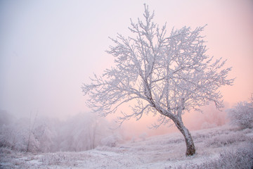 Fototapeta na wymiar Tree in hoarfrost in winter in the fog