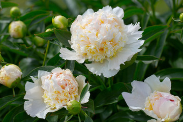 yellow peony growing