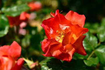 バラ (プリンセスミチコ) 神宮ばら園
