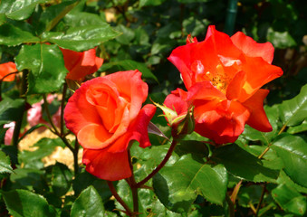 バラ (プリンセスミチコ) 神宮ばら園