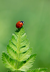 Insect ladybug on the tip of a green leaf