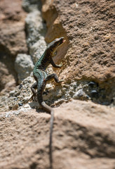 Lizard basking in the sun on a stone wall of a building