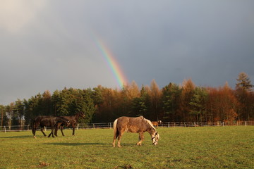 Naklejka na ściany i meble Wunderschöne Pferde vor einem tollen Regenbogen