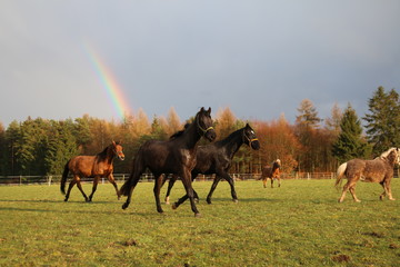 Wunderschöne Pferde vor einem tollen Regenbogen