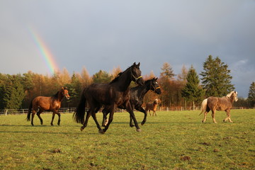 Wunderschöne Pferde vor einem tollen Regenbogen