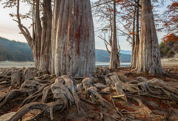 Grove Cypress Trees in Sukko Fall