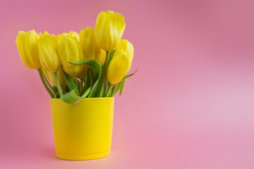 Beatiful blooming yellow tulips on pink background. Festive greeting card with copy space for text.