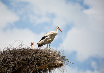 Nest with storks against the blue sky