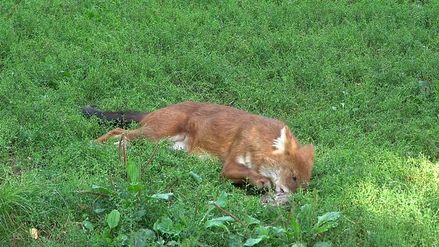 Dhole eating meat on a zoo