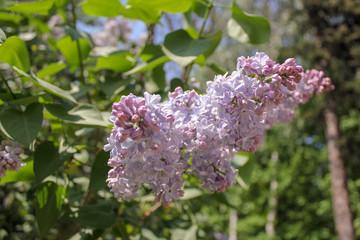 Lilac branch with blooming flowers on a green Bush