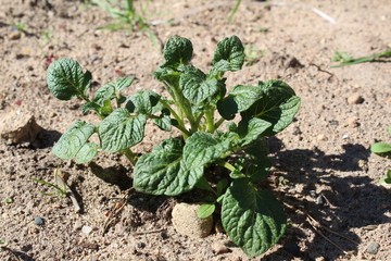 young potato plants in the garden in summer 