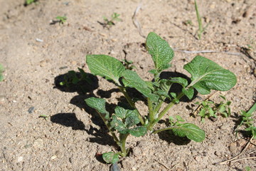 young potato plants in the garden in summer 