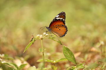 butterfly