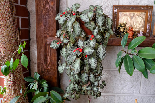 Blooming episcia, houseplant. Beautiful red flower plants in a pot. Indoor plant. has grown