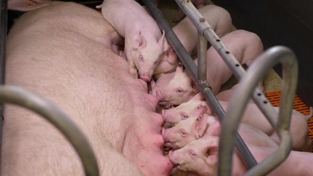 Piglets suckling from sow's nipples. Close up view of the pigpen