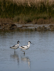 groupe avocette élégante