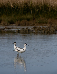 groupe avocette élégante