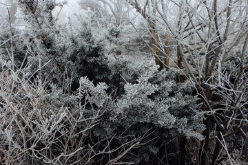 Frozen coniferous branches in white winter .Branches of a Christmas tree covered with snow in cold weather. 